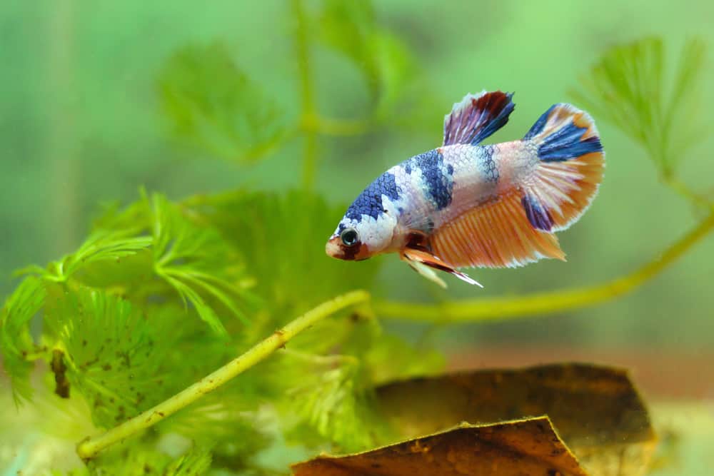 fancy betta fish with algae