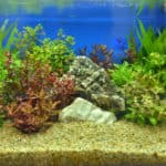 fresh water aquarium