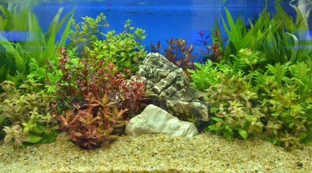 fresh water aquarium