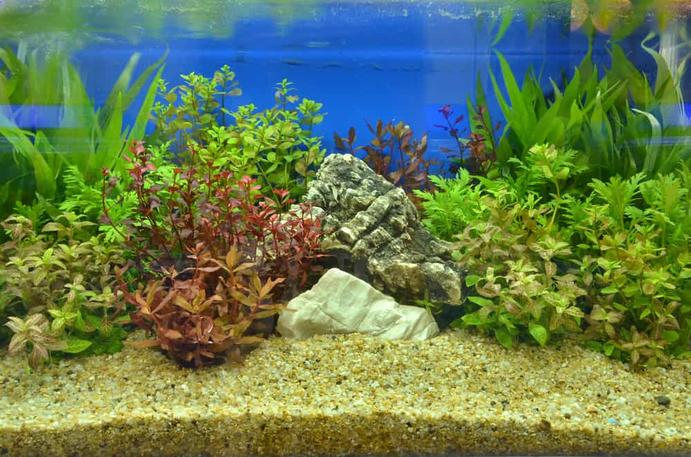 fresh water aquarium