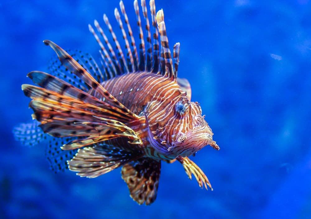 lion fish