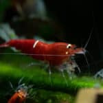 red crystal shrimp (Santa) grazing on bamboo stick covered in green hair algae