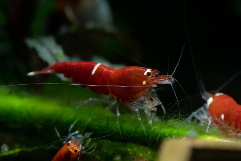 red crystal shrimp (Santa) grazing on bamboo stick covered in green hair algae