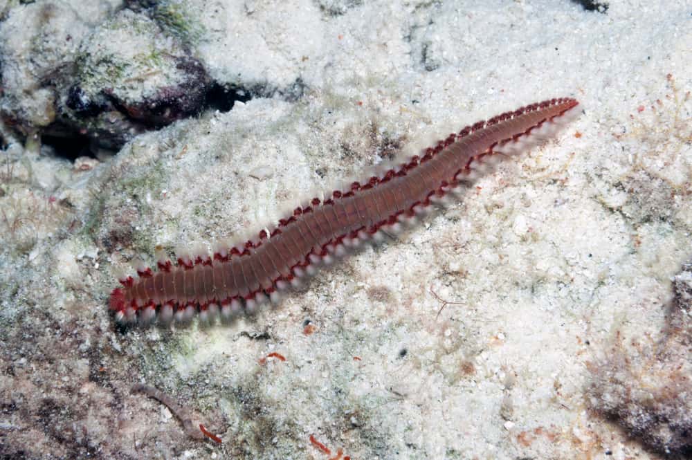 A bristle worm