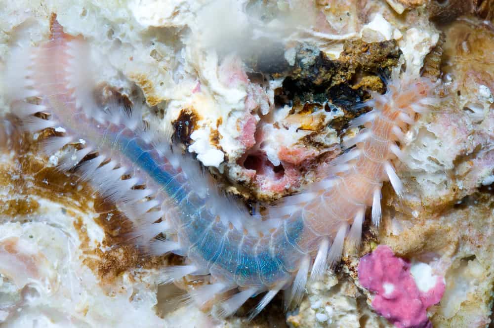 A species of marinie bristle worm resting on a rock