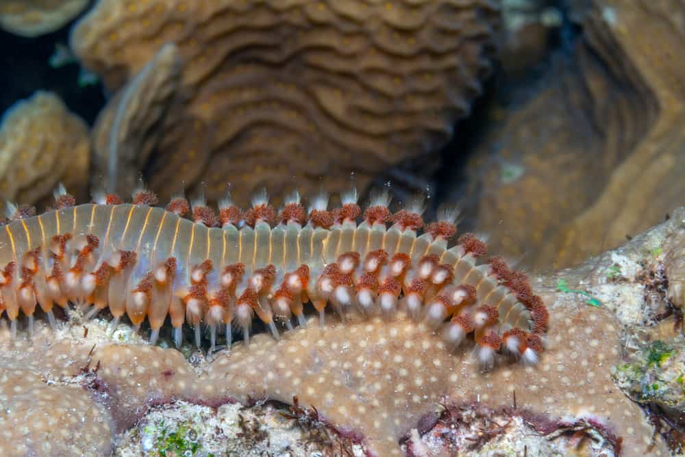 Amphinomidae, also known as the bristle worms