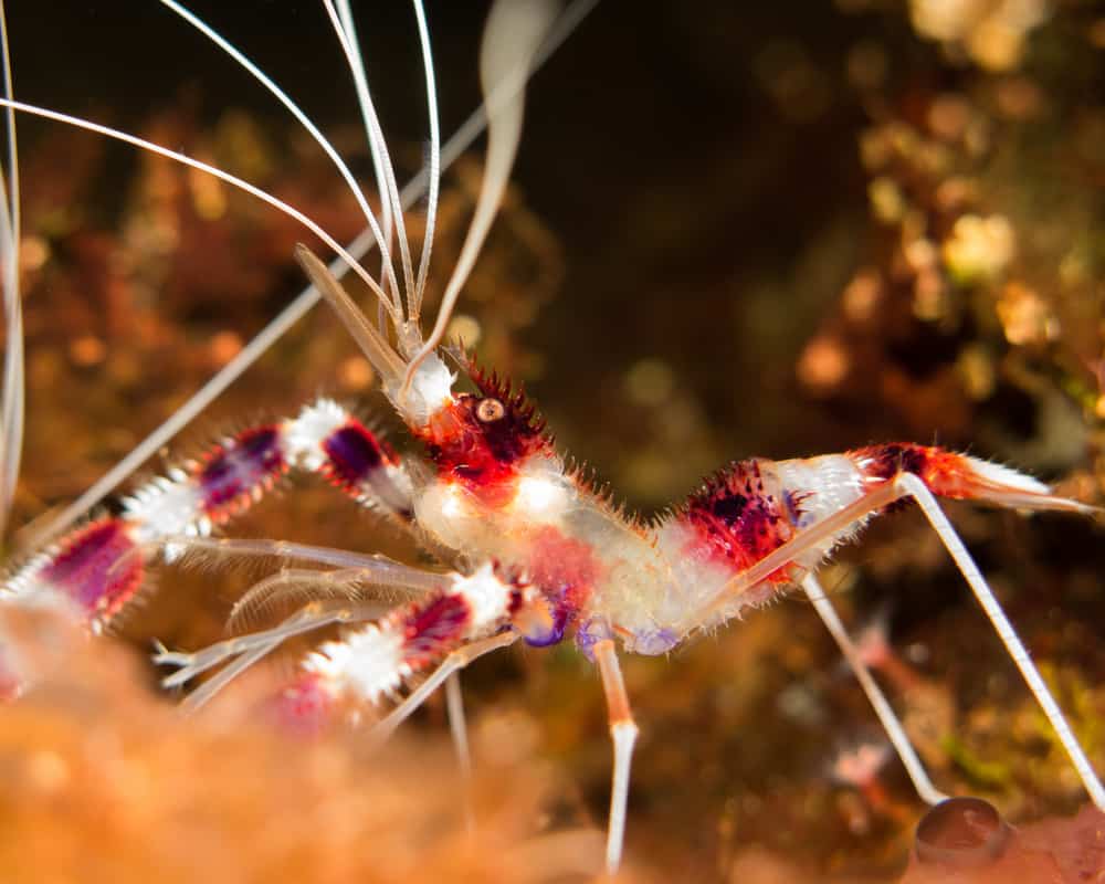 Banded Coral Shrimp