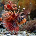 Beautiful Fuzzy dwarf lionfish