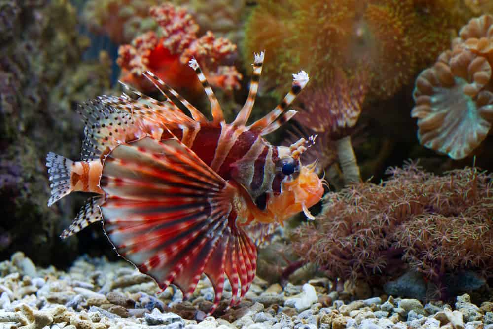 Beautiful Fuzzy dwarf lionfish