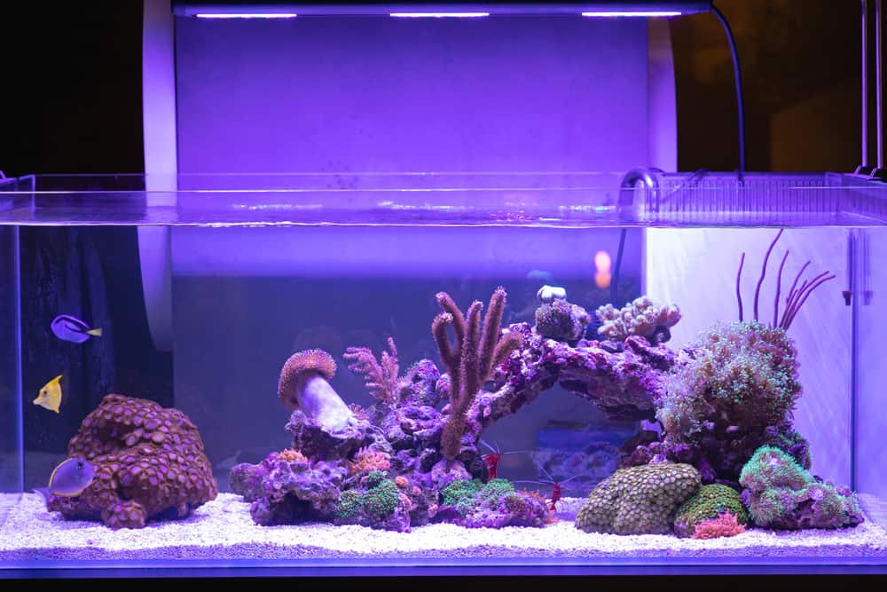 Big Aquarium With Coral Reef Fish Tank