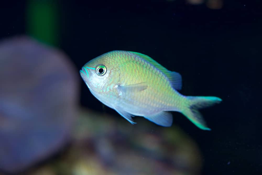 Blue-Green Chromis