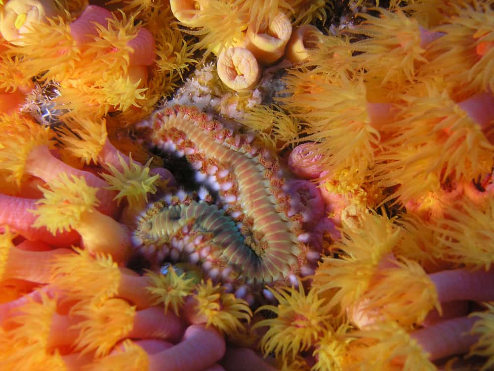 Bristle worm on orange cup coral