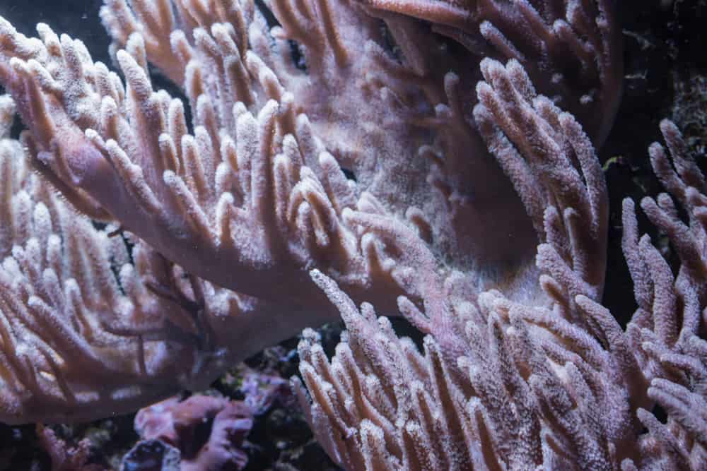 Cladiella Corals