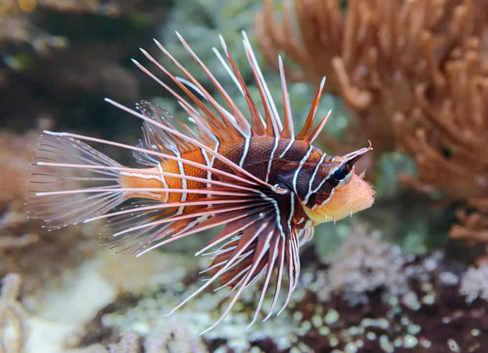 Close-up view of a Clearfin Lionfish