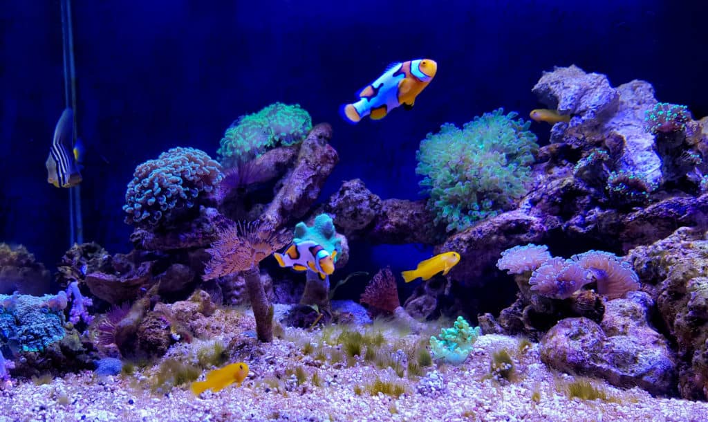 Cloudy saltwater tank