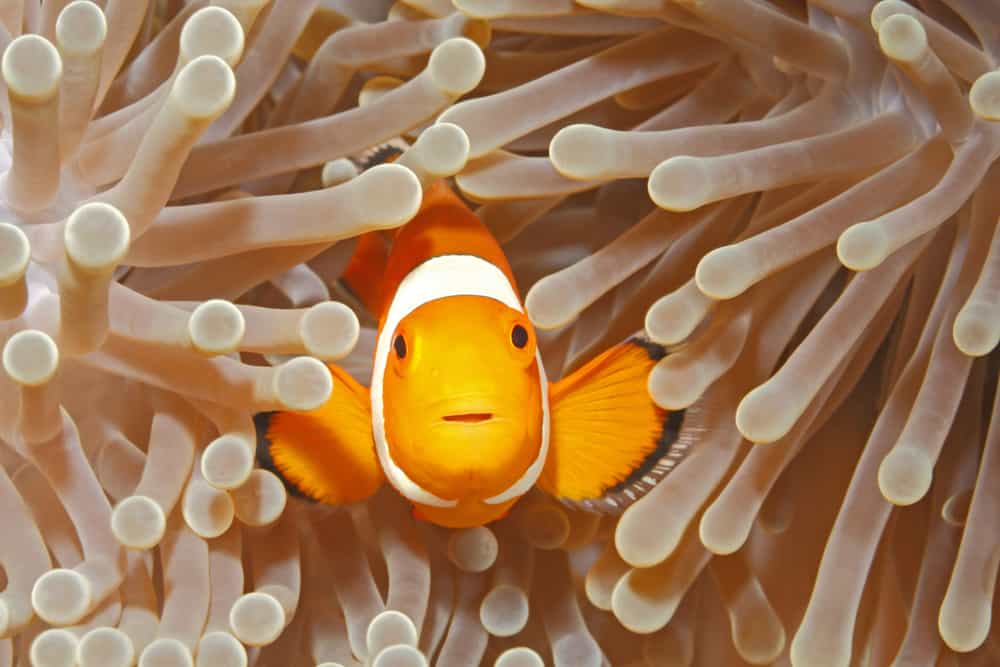 Clown Anemonefish, Amphiprion percula