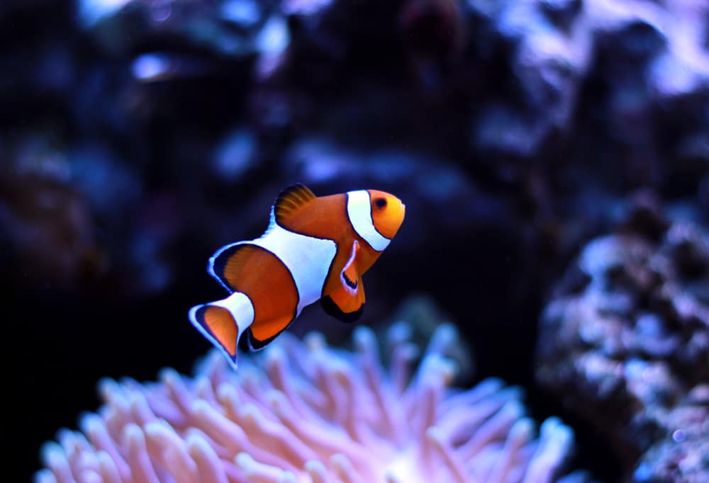 Clown fish enjoy in magnifica anemone