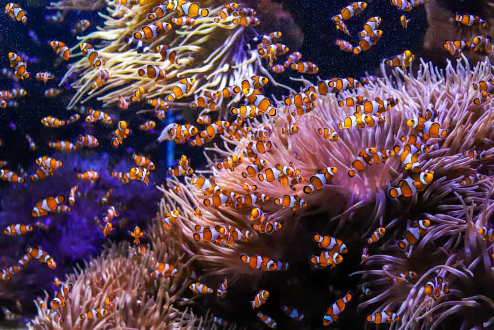 Clownfish swimming in a group