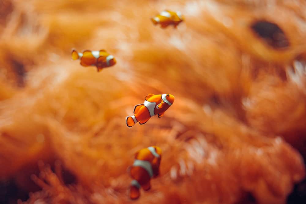 Clownfish. fish of orange color in anemones