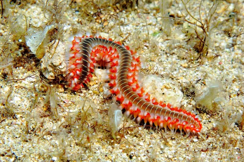 Detail of poisonous red spiny fireworm