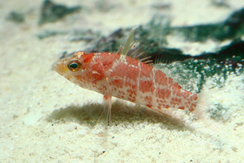 Geometric Pygmy Hawkfish