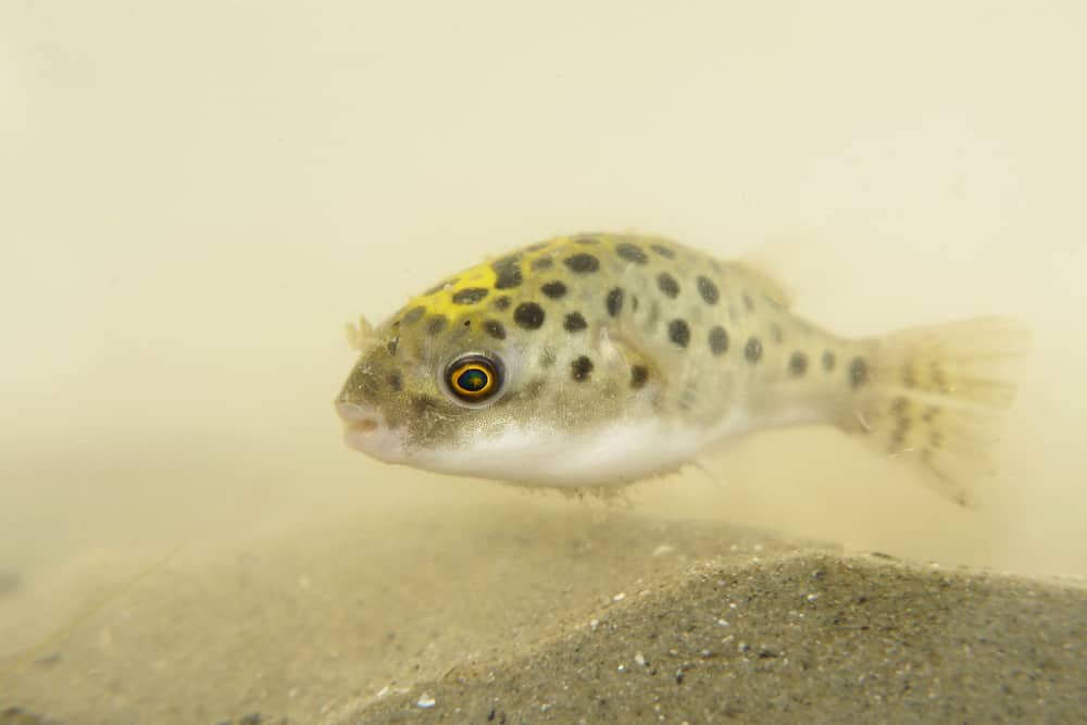 Green Spotted Puffer Fish