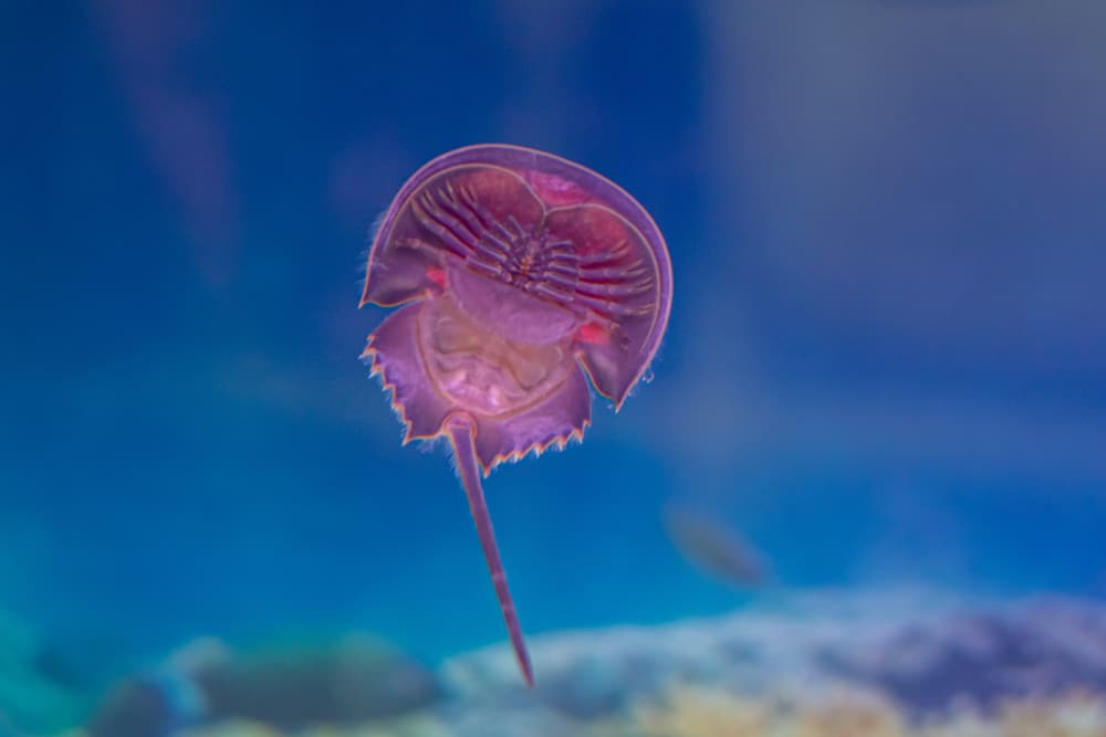 Horseshoe crab In the aquarium