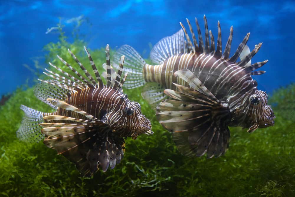 Lionfish (dendrochirus zebra), fish in an aquarium