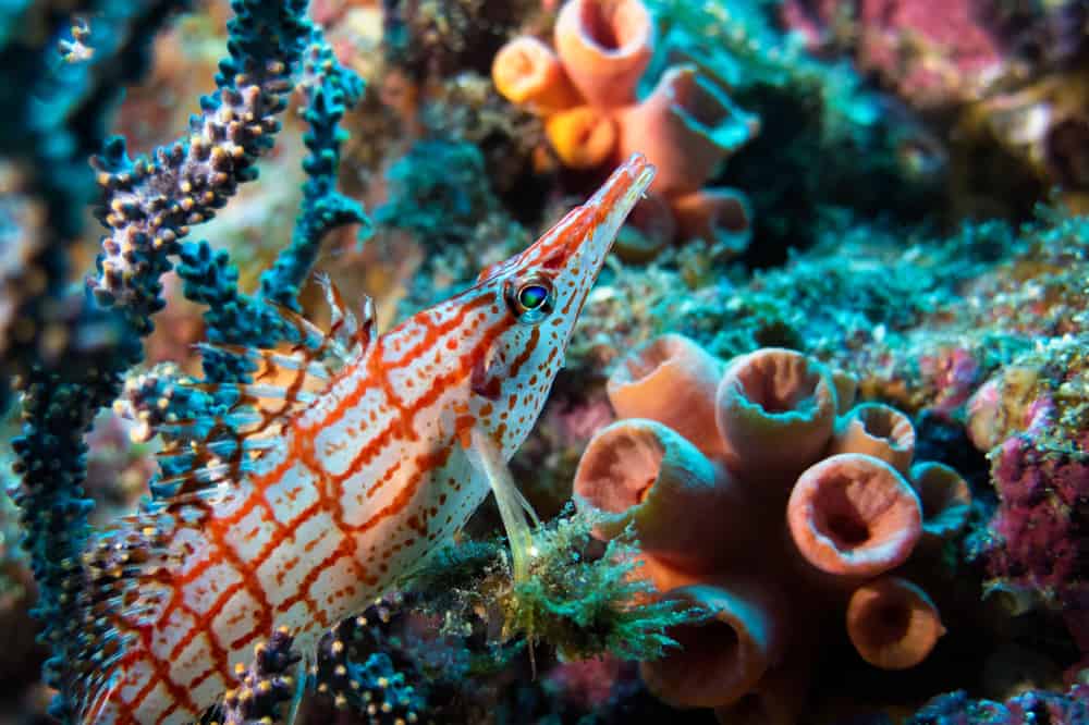 Longnose hawkfish