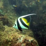 Moorish Idol in murky water