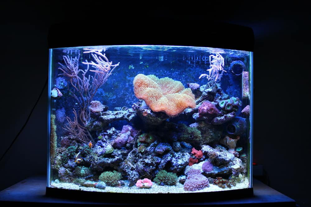 Nano coral reef aquarium