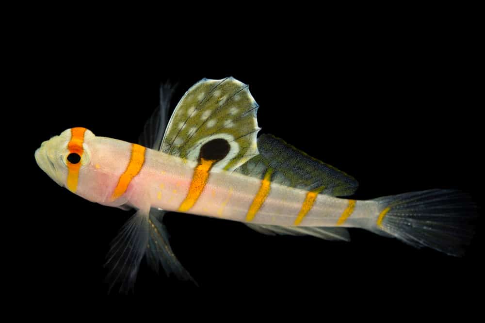 Orange Stripe Prawn Goby