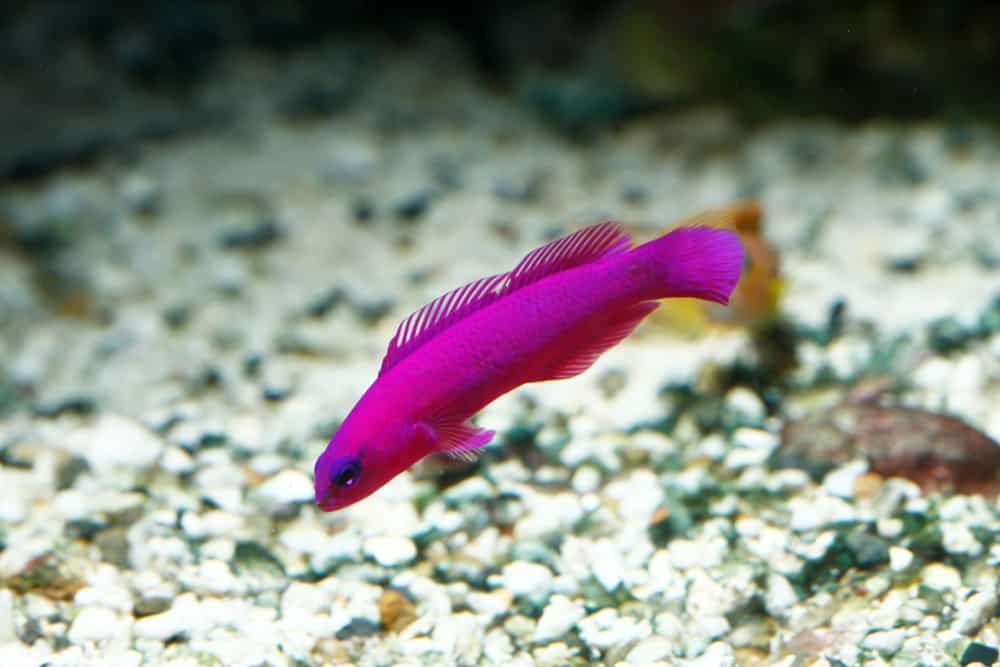 Orchid dottyback