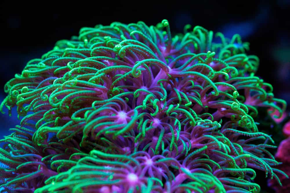 Pachyclavularia Corals