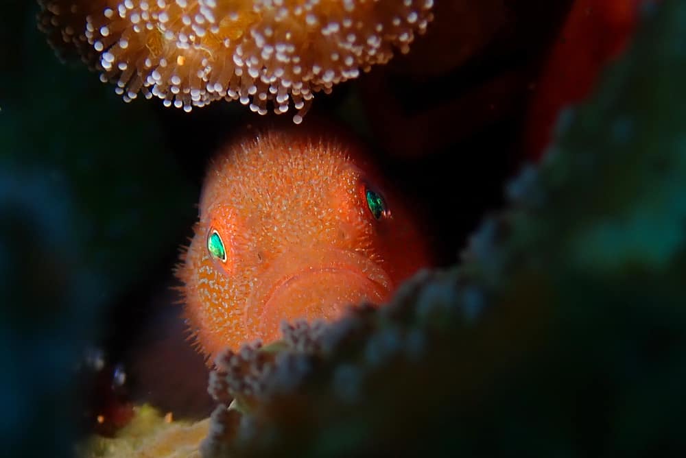 Pygmy Coral Croucher Goby