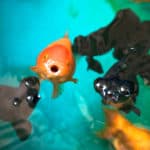 Ranchu and Celestial eye gold fishes breathing on fish tank's surface