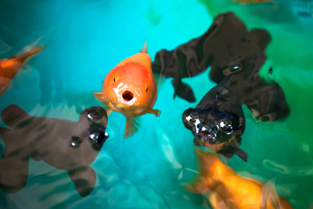 Ranchu and Celestial eye gold fishes breathing on fish tank's surface