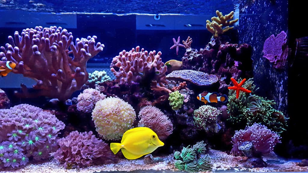 Saltwater Tank with fish