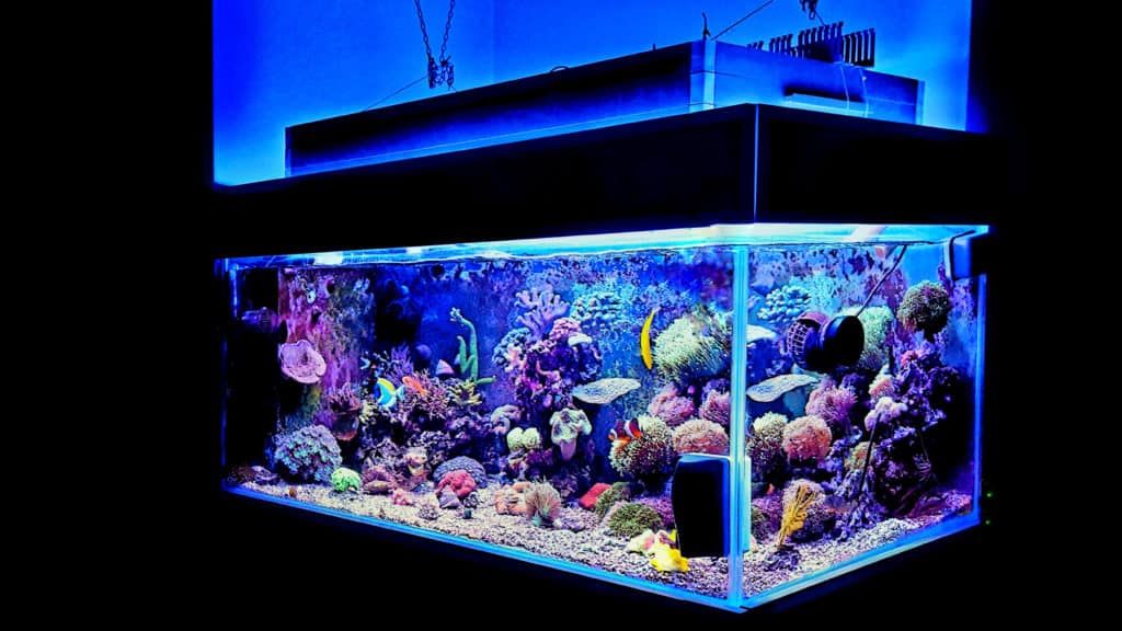 Saltwater Aquarium