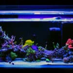 Saltwater coral reef fish tank