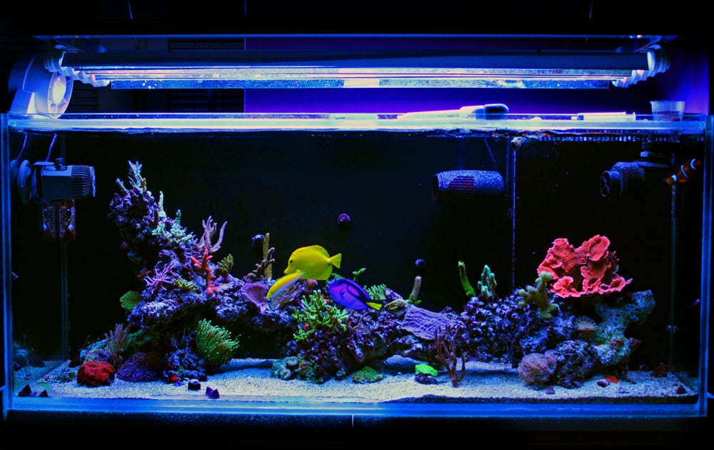 Saltwater coral reef fish tank