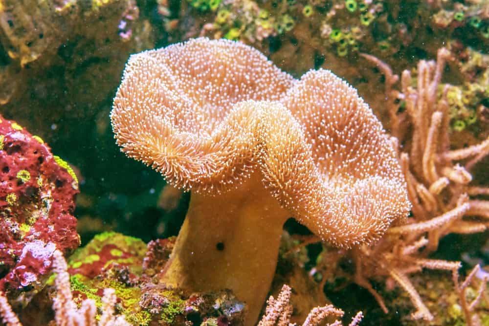 Sarcophyton Corals