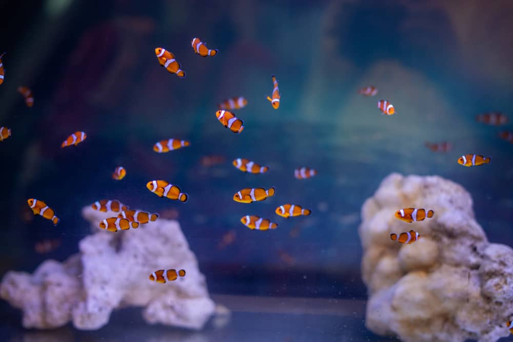 Small Clownfish in the aquarium