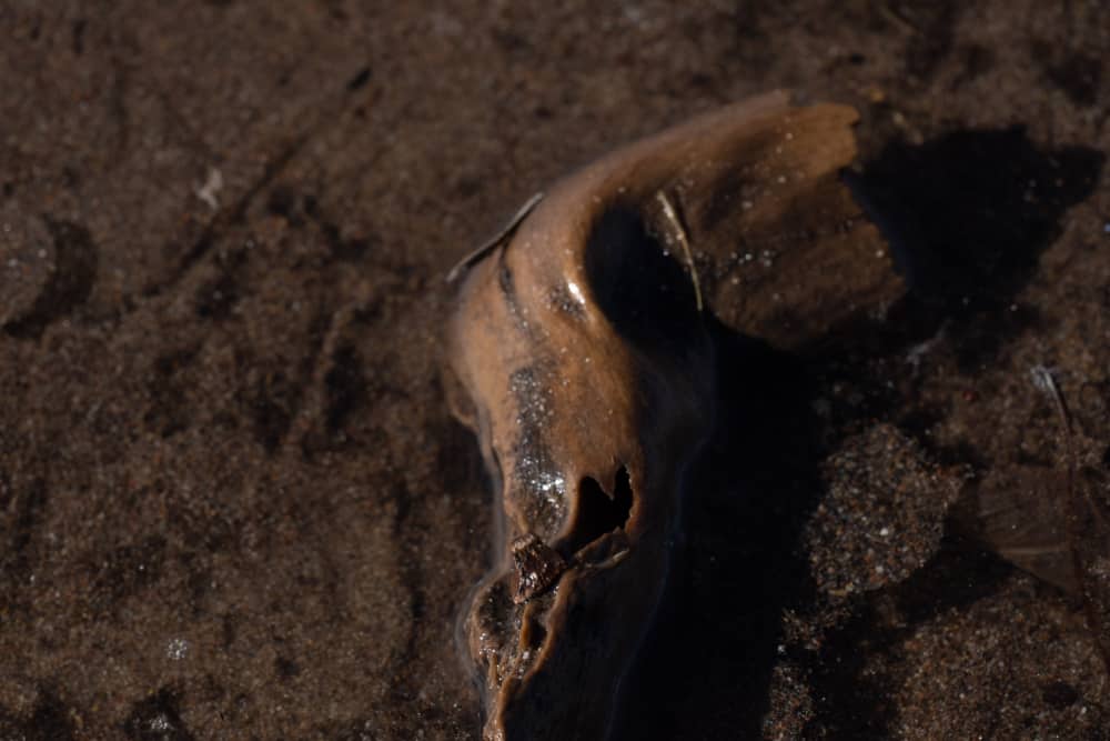 Small piece of driftwood in sand and water