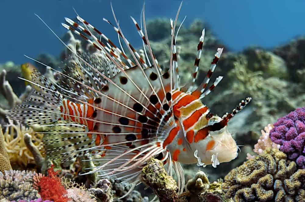 Spotfin lionfish (Pterois antennata)