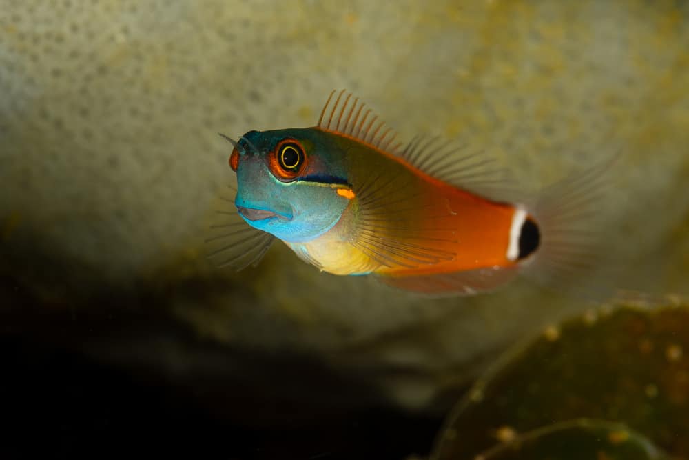 Tailspot Blenny