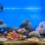 The art of corals reef aquarium