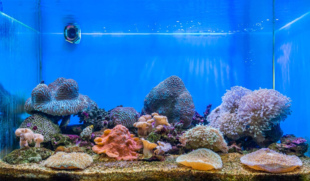 The art of corals reef aquarium