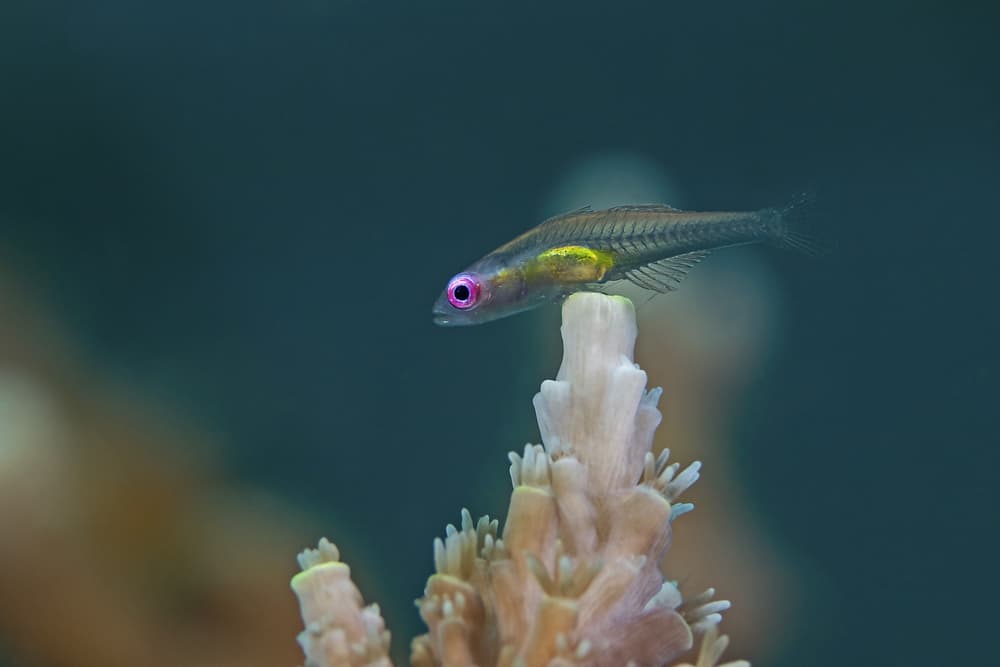 Transparent Goby