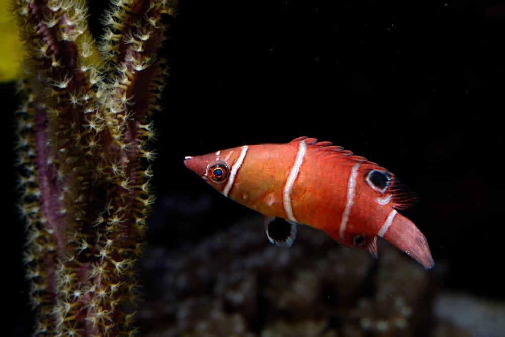 White Banded Possum Wrasse